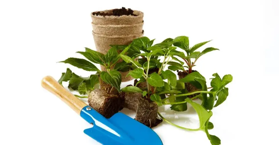 Přesazení fuchsií