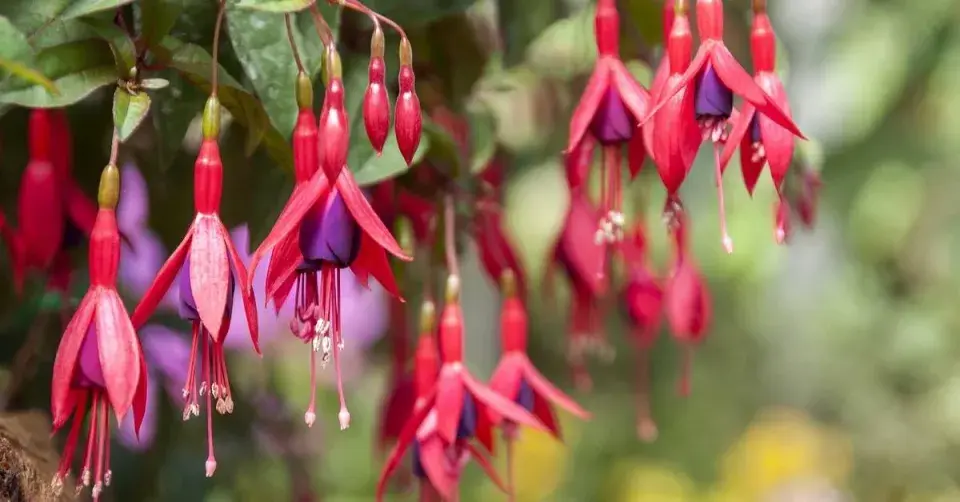 Červenofialové květy fuchsie