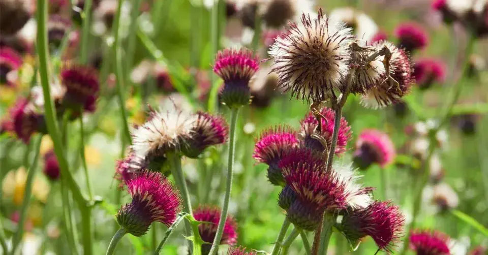 Pcháč potoční (Cirsium rivulare) ‘Atropurpureum’