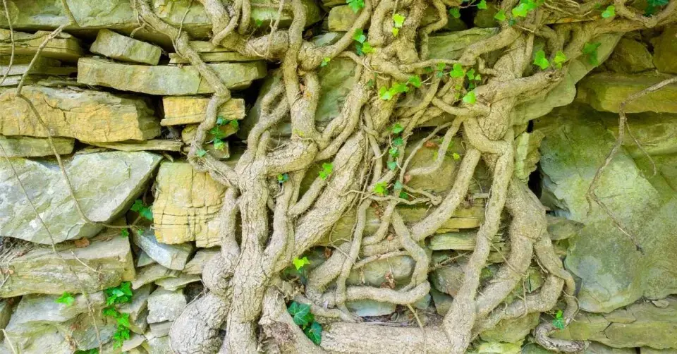 Kořeny, kmeny a větve břečťanu