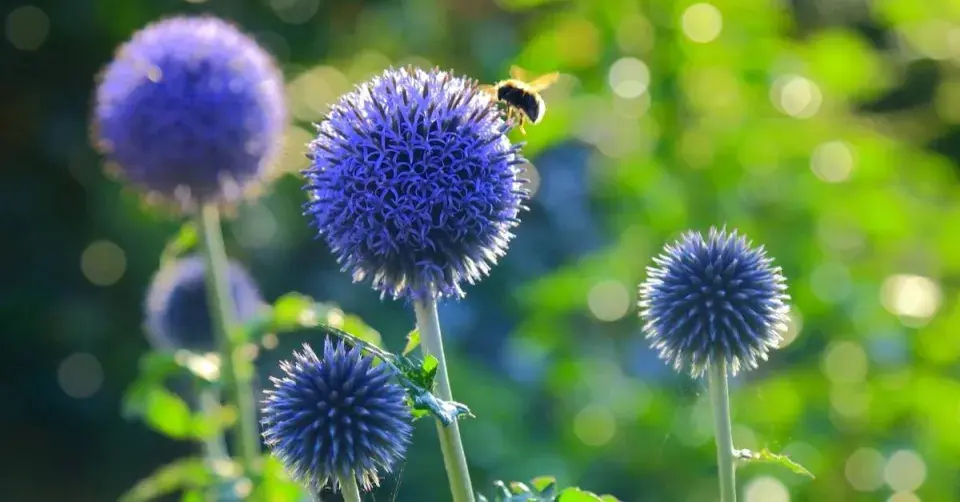 Květy bělotrnu (Echinops) a čmelák
