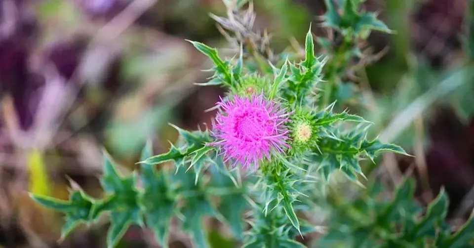 Ostropestřec mariánský (Silybum marianum)