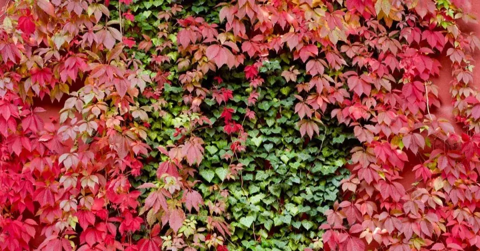 Přísavník a břečťan