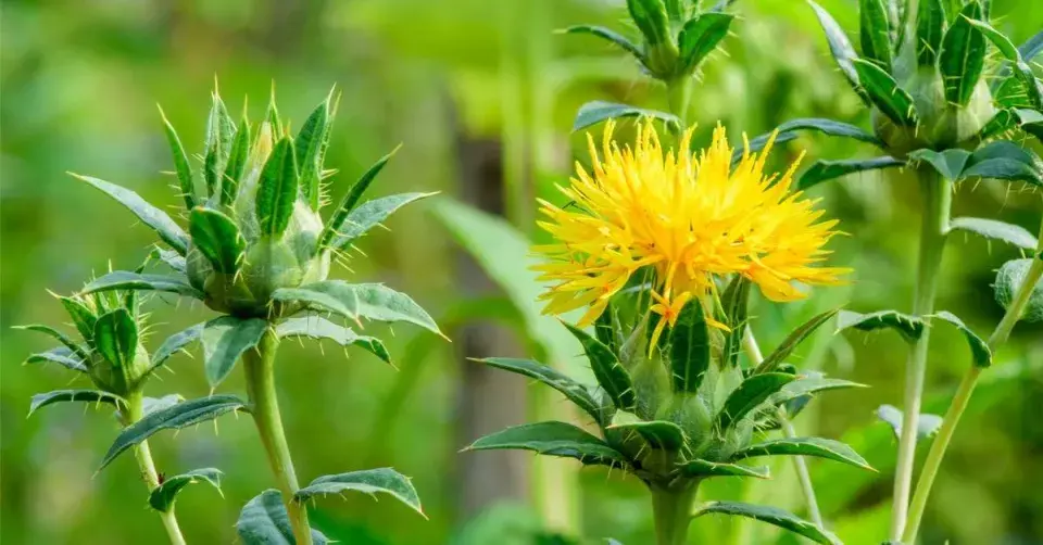 Světlice barvířská (Carthamus tinctorius)