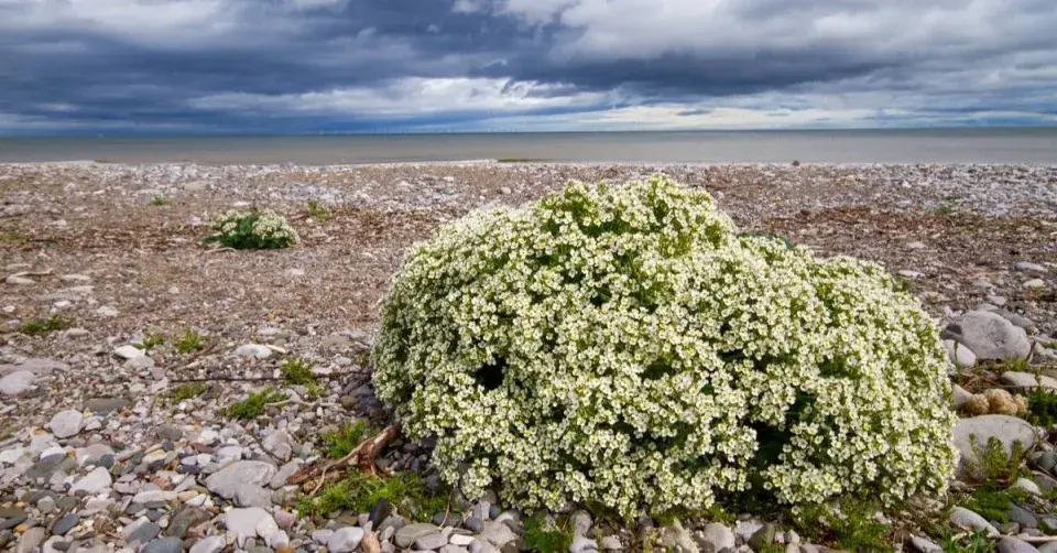 Katrán přímořský na oblázkové pláži