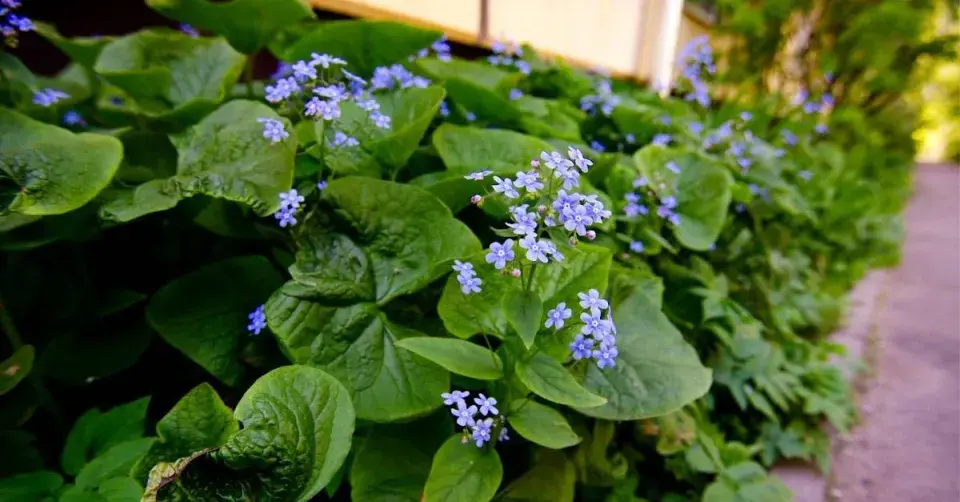 Pomněnkovec v úzkém záhonu