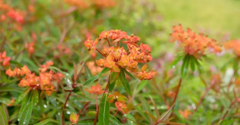 Pryšec Griffithův (Euphorbia griffithii)