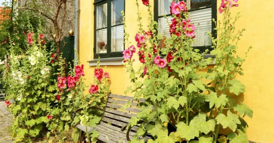 Topolovka u zdi domu