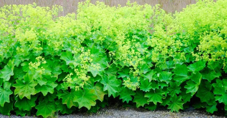 Kontryhel vysazený u domu