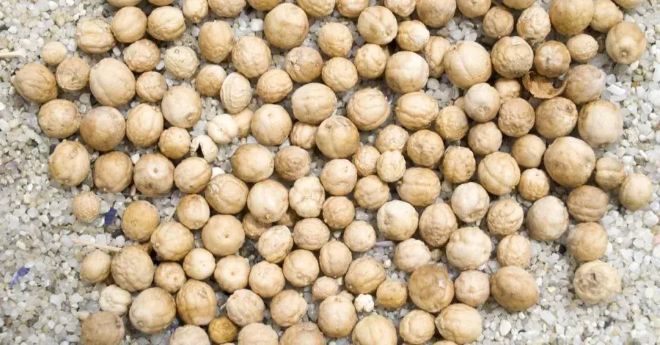 Semena katránu přímořského