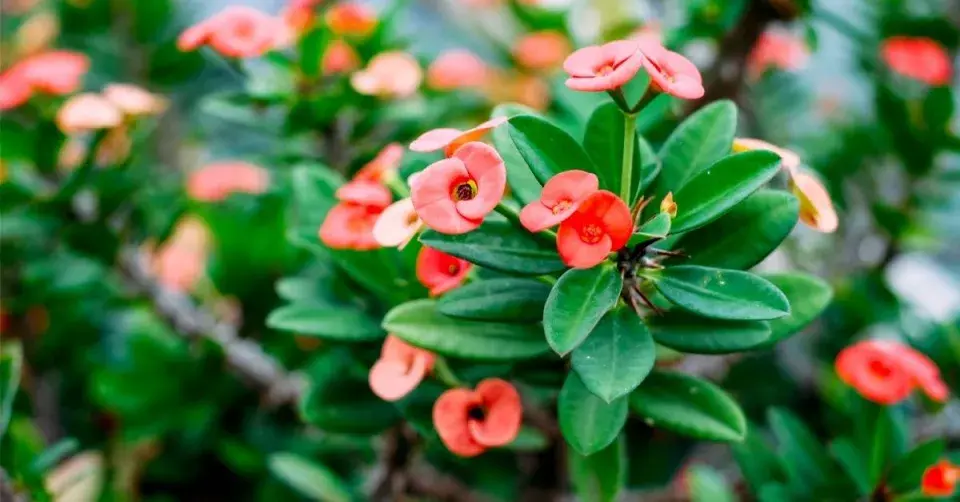 Pryšec zářivý (Euphorbia milii)