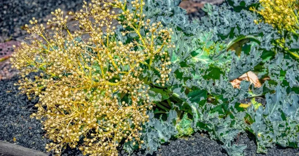 Katrán přímořský