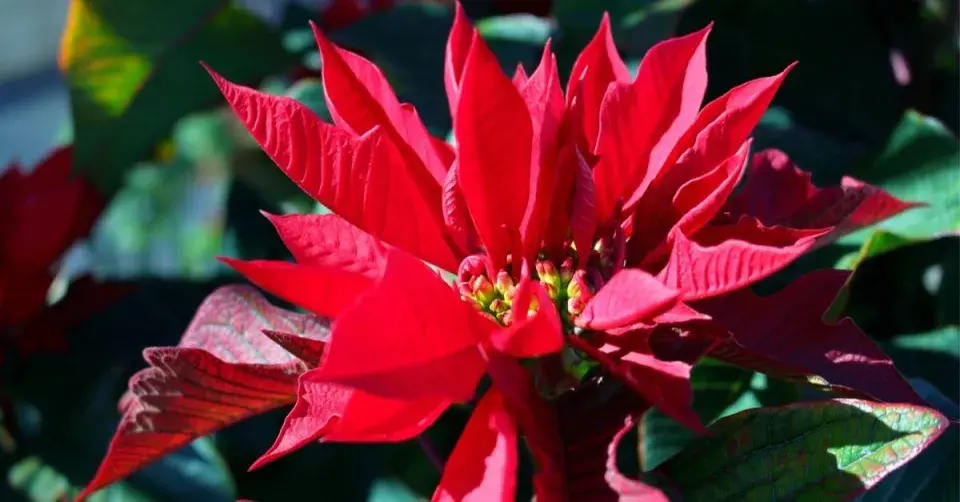 Pryšec nádherný (Euphorbia pulcherrima)