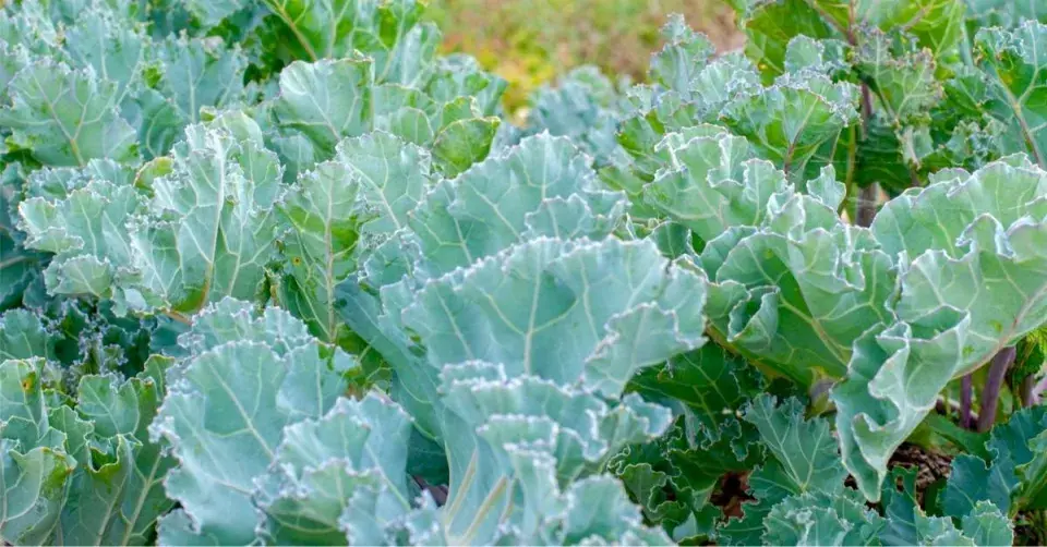 Katrán přímořský