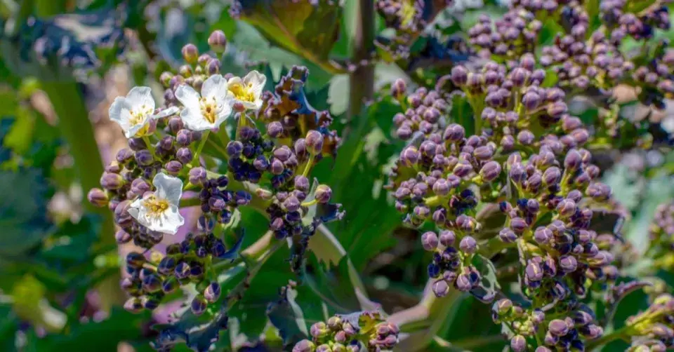 Květy katránu přímořského