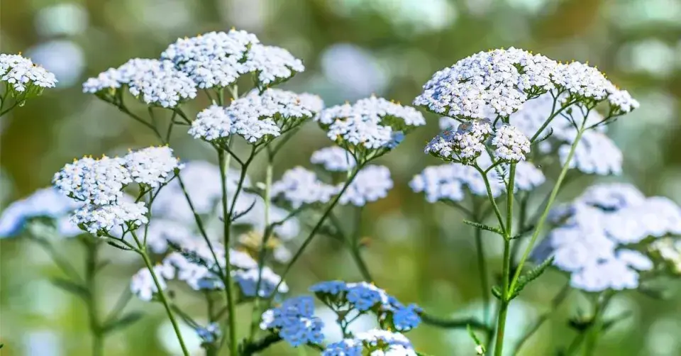 Řebříček lékařský