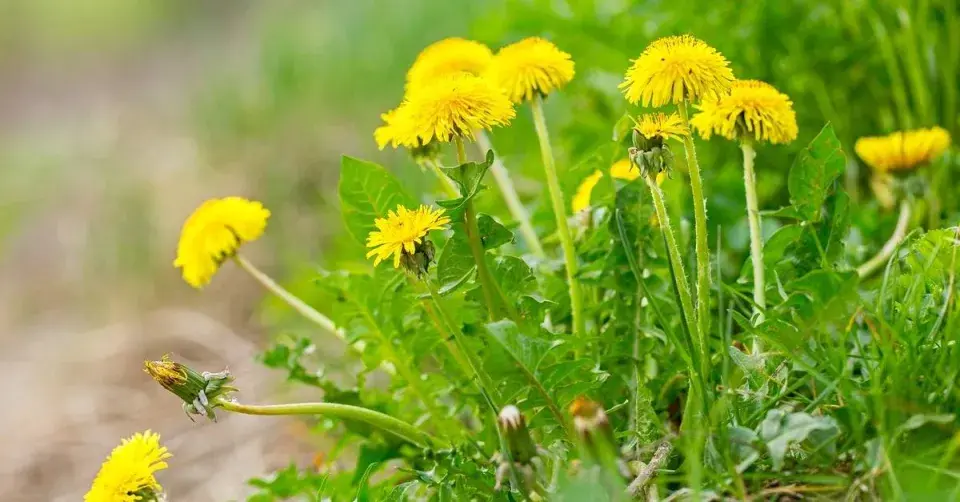 Smetanka lékařská