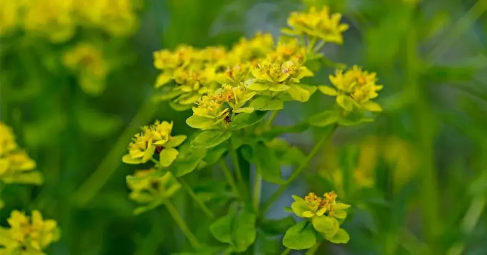 Pryšec bahenní (Euphorbia palustris)