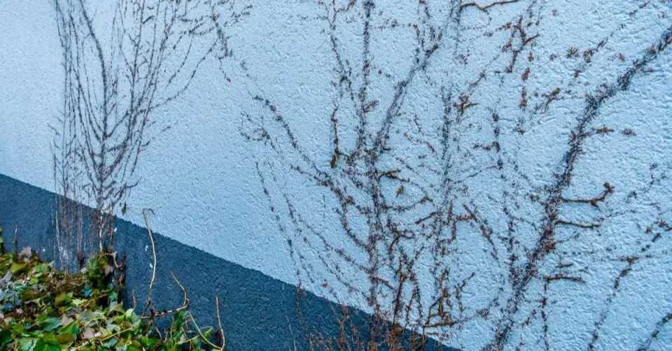 Omítka po stržení břečťanu