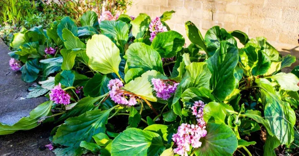 Bergenie vysazené u cesty