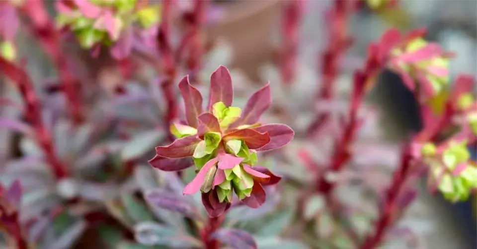 Pryšec mandloňovitý (Euphorbia amygdaloides) 'Purpurea'