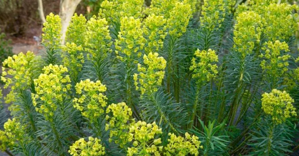 Pryšec statný (Euphorbia characias)