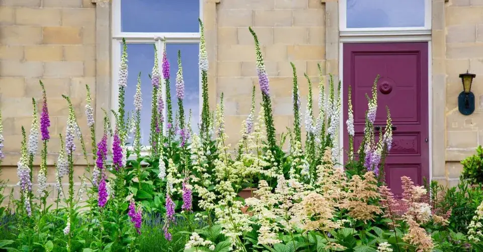 Náprstníky na záhonu před domem
