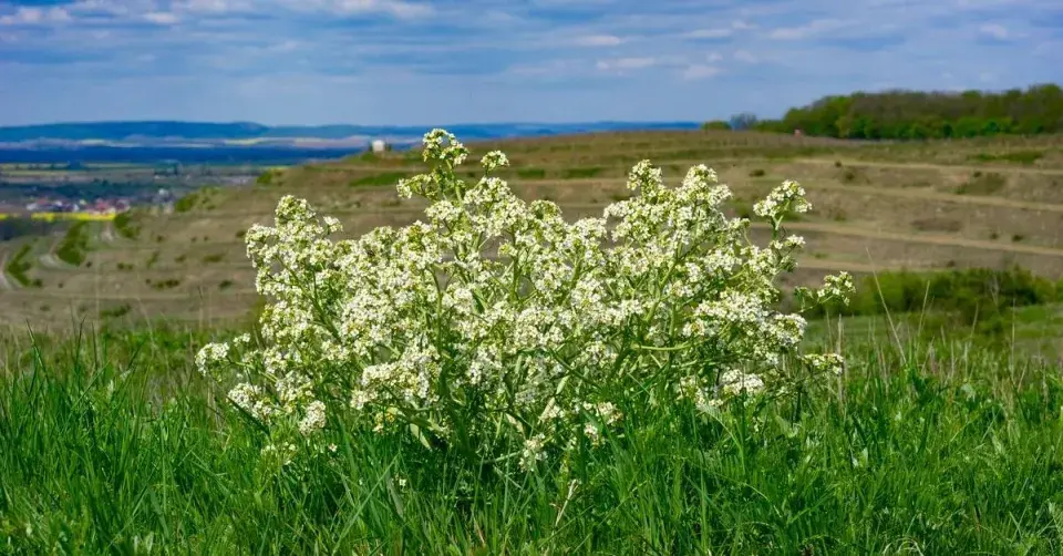 Katrán tatarský (Crambe tataria)