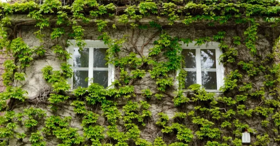 Přísavník na fasádě domu