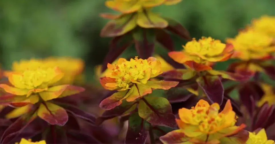 Pryšec mnohobarvý (Euphorbia polychroma) 'Bonfire'