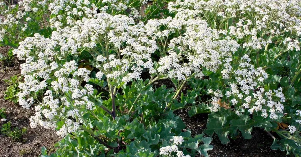 Katrán přímořský (Crambe maritima)