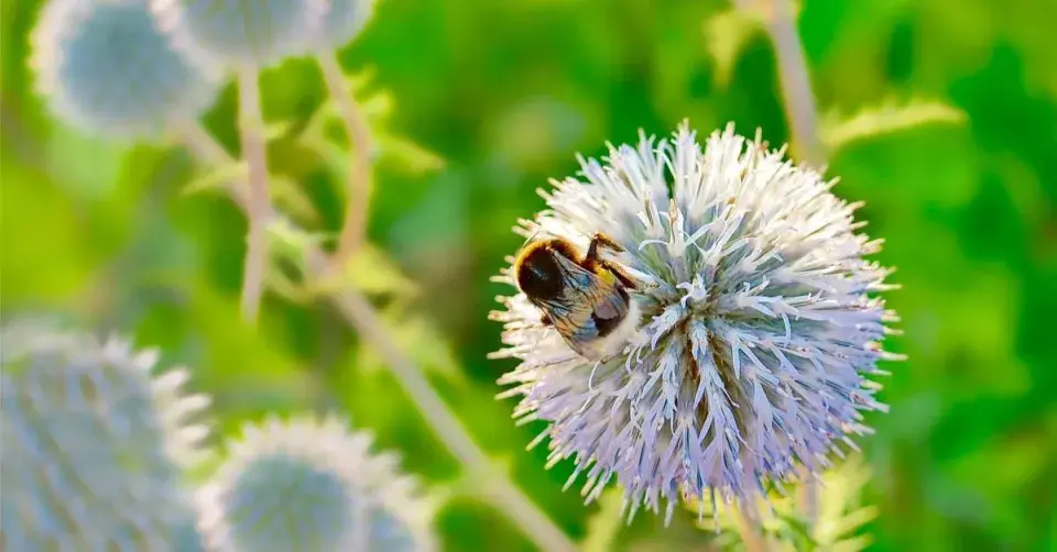 Bělotrn kulatohlavý (Echinops)