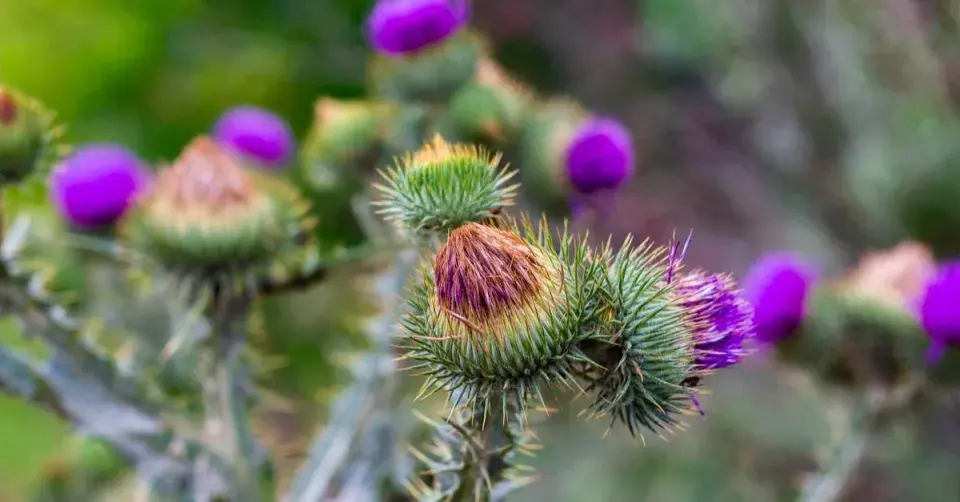 Ostropes trubil (Onopordum acanthium)