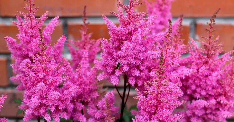 Čechravy u zdi domu