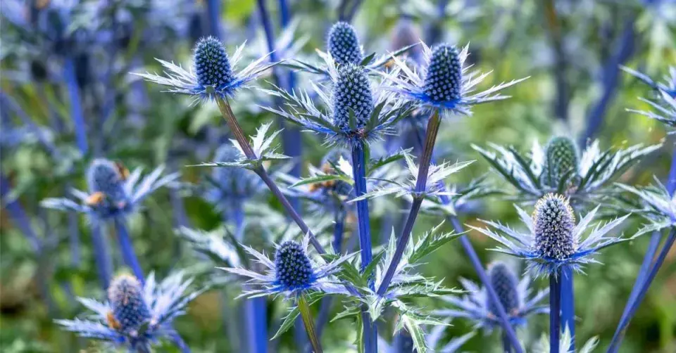 Máčka (Eryngium x zabelii)