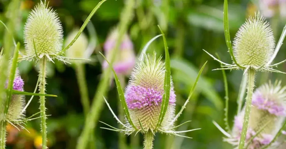 Štětka planá (Dipsacus fullonum)