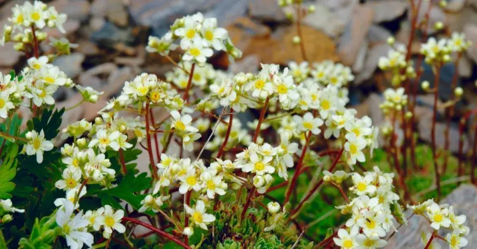 Lomikámen ve štěrkovém záhonu