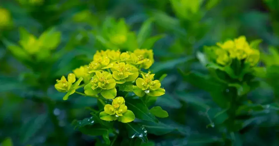 Pryšec mnohobarvý (Euphorbia polychroma)