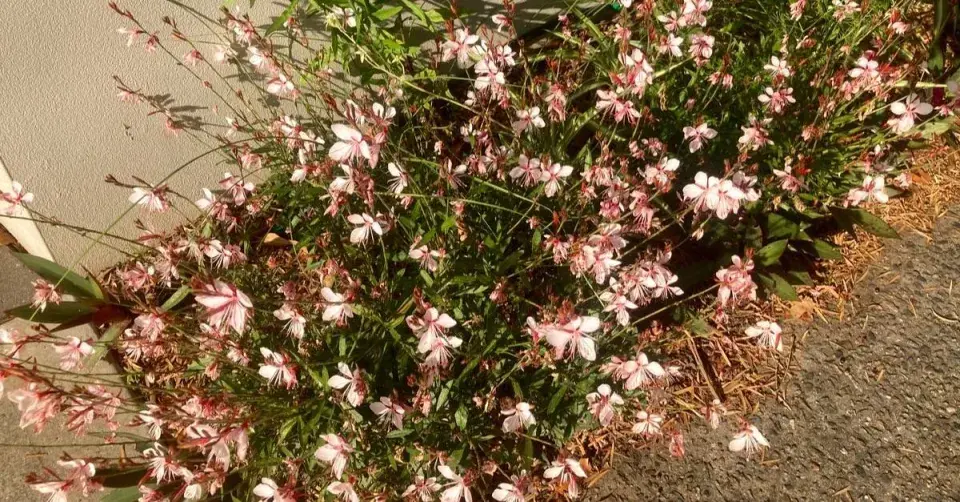 Svíčkovec mezi domem a cestou