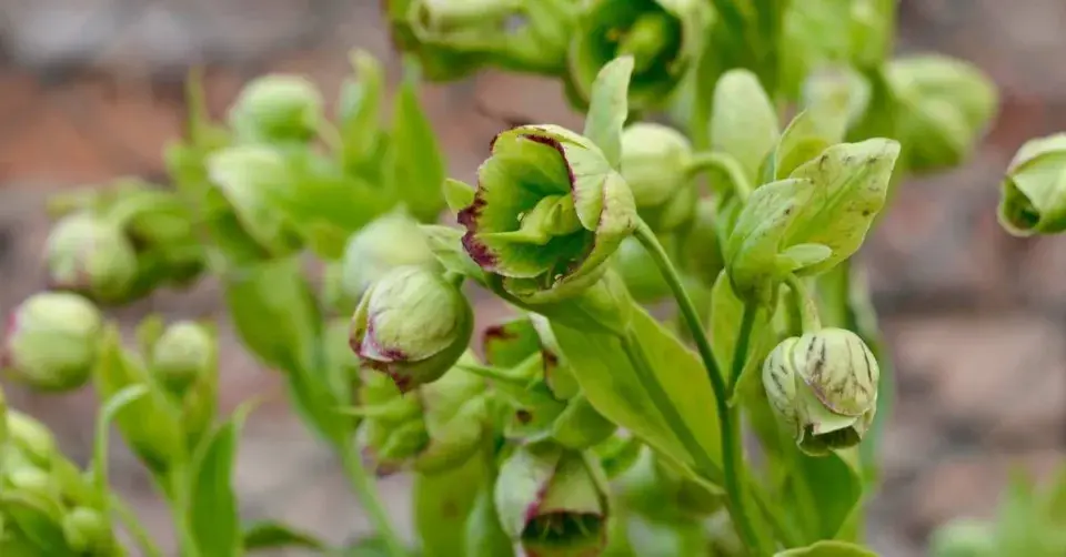 Čemeřice u zdi domu