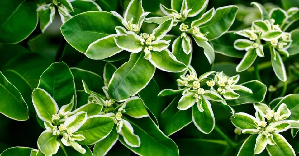 Pryšec vroubený (Euphorbia marginata)