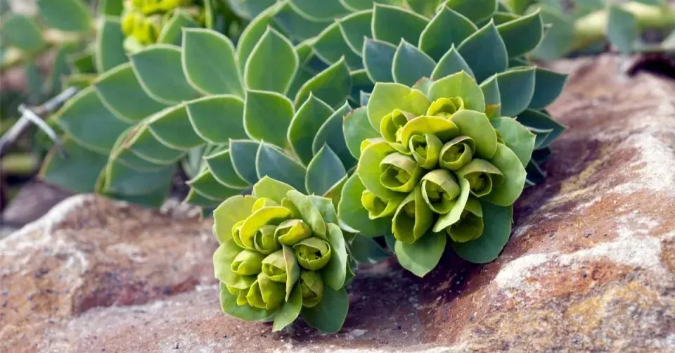 Pryšec myrtovitý (Euphorbia myrsinites)