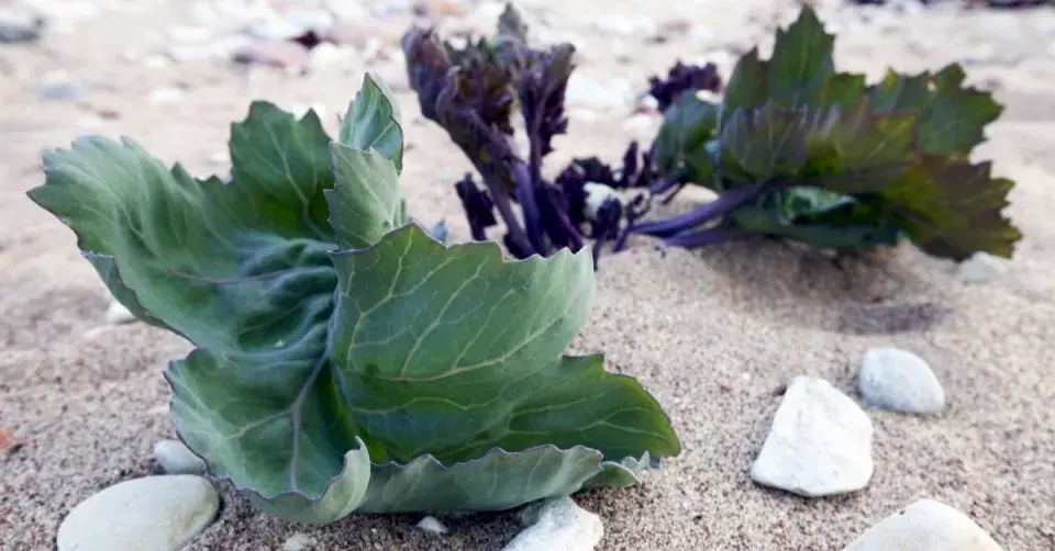 Katrán přímořský