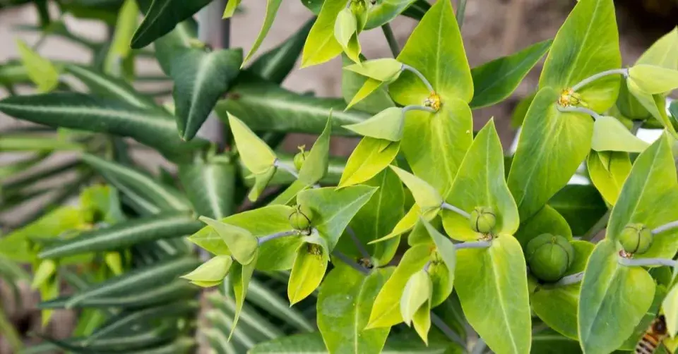 Pryšec skočcový (Euphorbia lathyris)