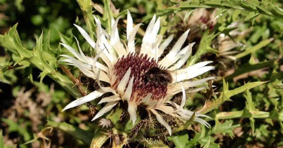 Pupava bezlodyžná (Carlina acaulis)