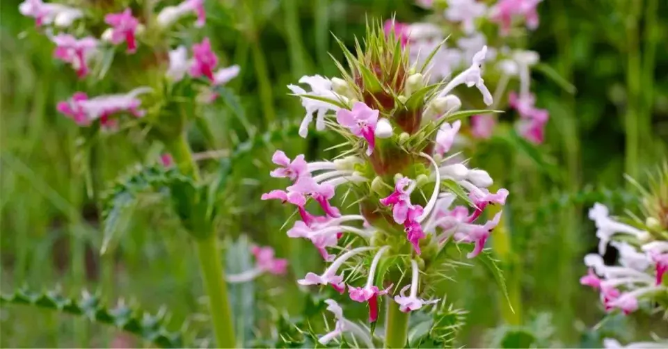 Morina dlouholistá (Morina longifolia)