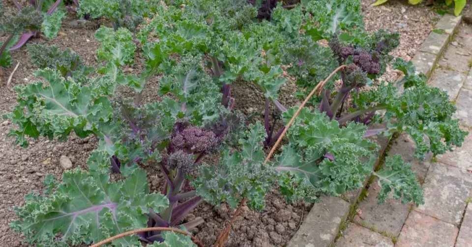 Katrán přímořský (Crambe maritima)