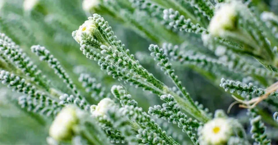 Detail listů santolíny cypřišovité (Santolina chamaecyparissus)