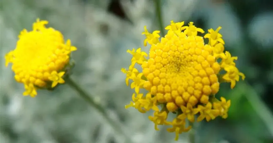 Detail květenství santolíny cypřišovité (Santolina chamaecyparissus)