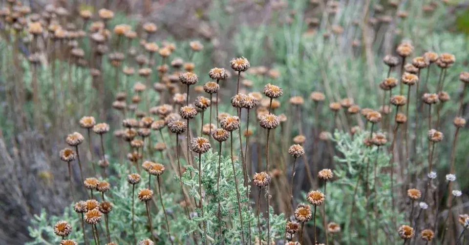 Keříky santolíny cypřišovité (Santolina chamaecyparissus)